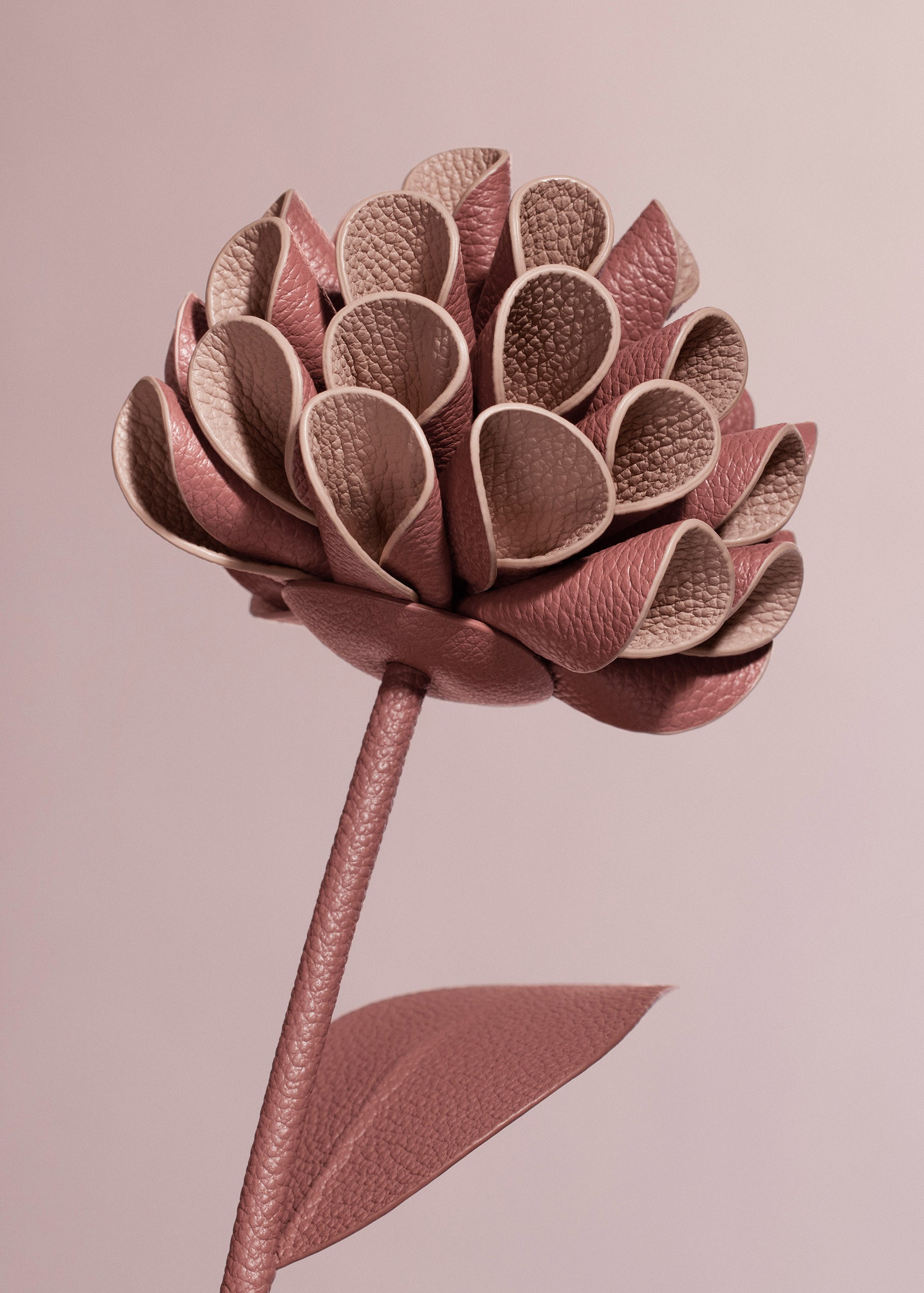 Dalium Flower - Textured Duo Blush