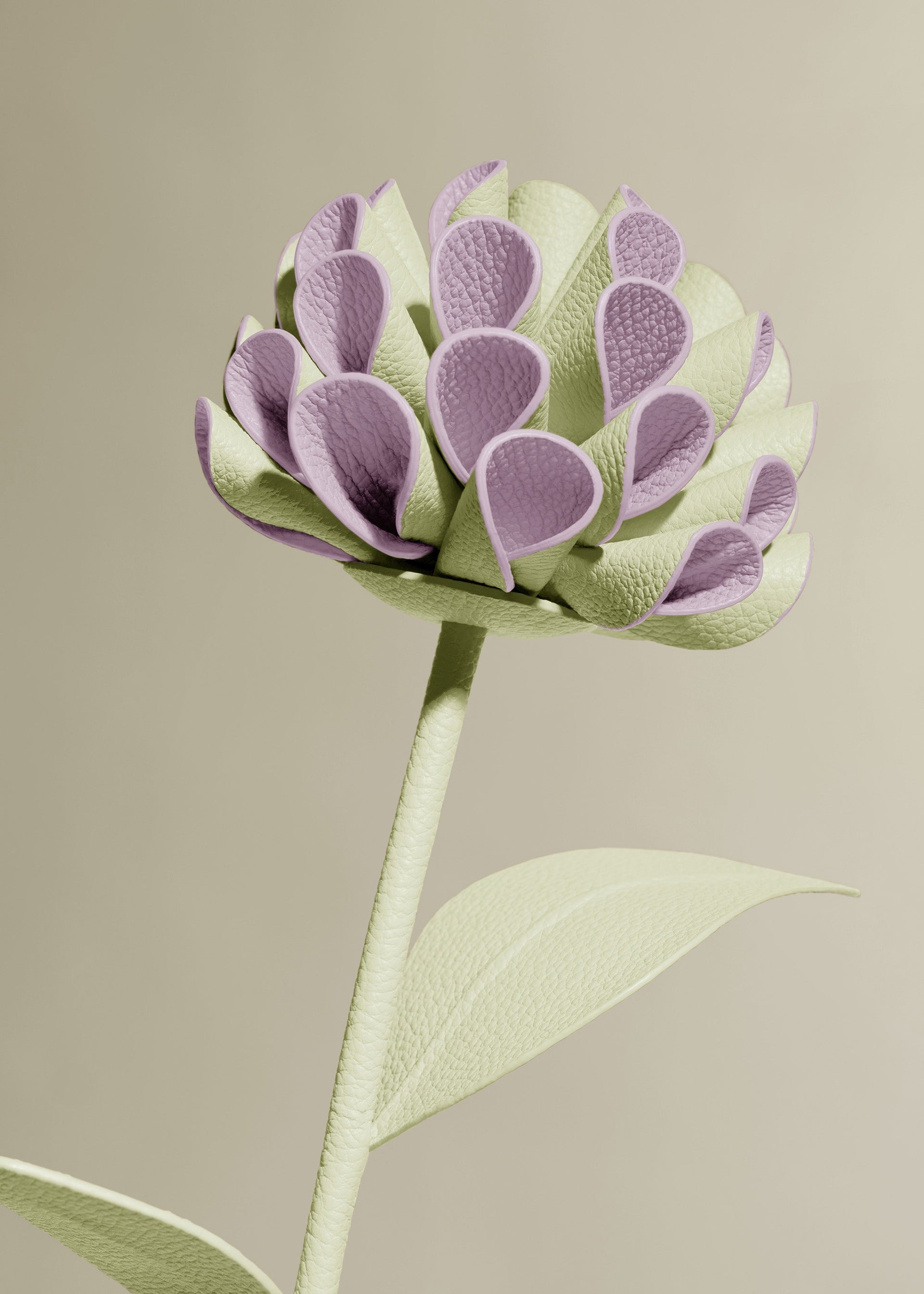 Dalium Flower - Aloe